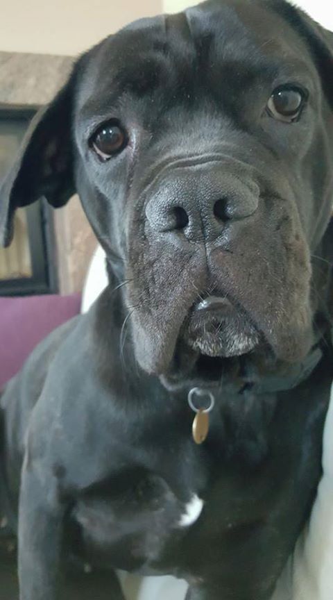 Koka kochane serduszko wpadla też dziś Was pozdrowić Kochani <3 W lipcu minie rok jak mieszka u swych Człowieków Kochanych <3